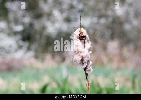 Single reed with fluffy top against a blurred background Stock Photo