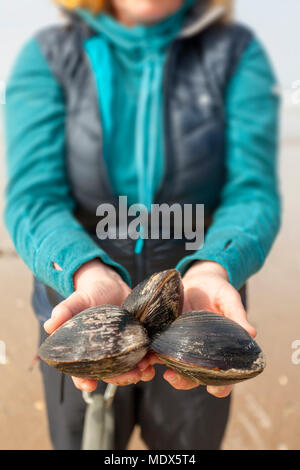 North Wales, UK 20th April 2018, UK Weather:  A high weather front will remain over the UK for the coming days and into the weekend people begin to head to the beach with this person forraging for the huge Qhahog Clams on a beach on Anglesy, Wales  © DGDImages/Alamy Live News Stock Photo