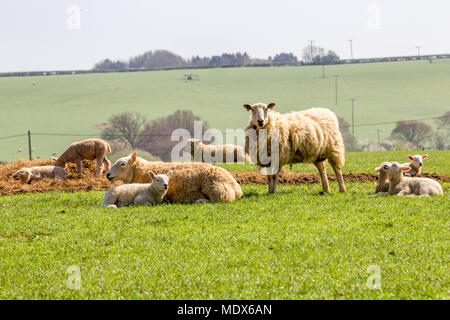 Weedon, Northamptonshire. U.K. April 20th 2018. Weather. Sheep and spring lambs enjoying the sunshine in a field on the outskirsts of Weedon, Credit: Keith J Smith./Alamy Live News Stock Photo