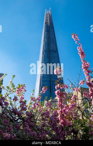 London, UK, 20th April 2018. Spring blossom in bloom below the capital's iconic Shard building on another hot day in the city. (c) Paul Swinney/Alamy Live News Stock Photo