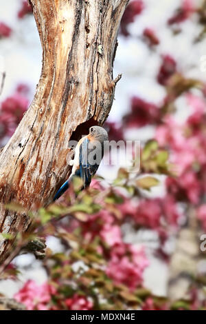 Male Eastern Bluebird (Sialia sialis) looking into a hole of a dead branch of the flowering crabapple tree. Shallow depth of field. Stock Photo
