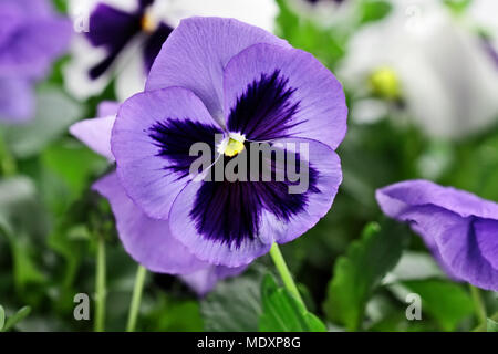 Purple Pansies with extreme shallow depth of field. Stock Photo