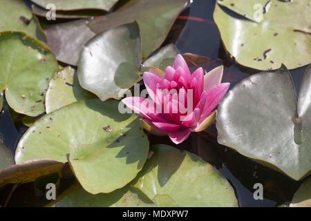 France, Ile de France region,  Paris, bois de vincennes, parc floral de paris, white water lilies, Stock Photo