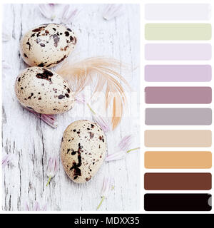 Fresh quail on a wooden background surrounded by chive flowers with color palette. Stock Photo