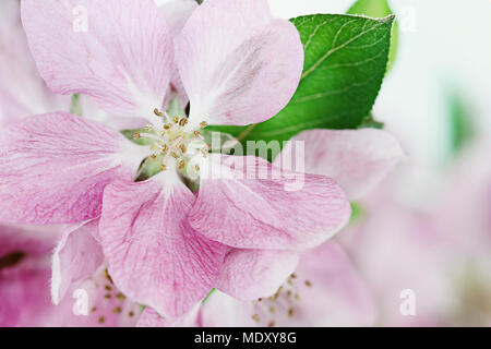 Beautiful close up of pink crab apple tree blossoms with shallow depth of field. Stock Photo