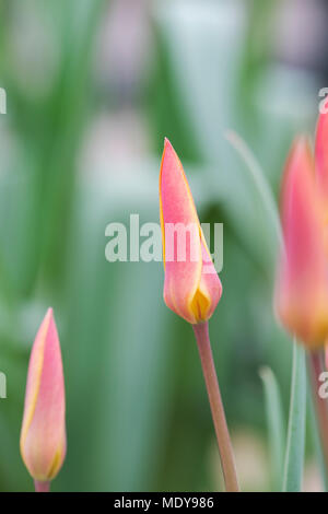 Tulipa Tinka. Small hybrid tulip Stock Photo