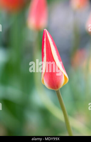 Tulipa Tinka. Small hybrid tulip Stock Photo