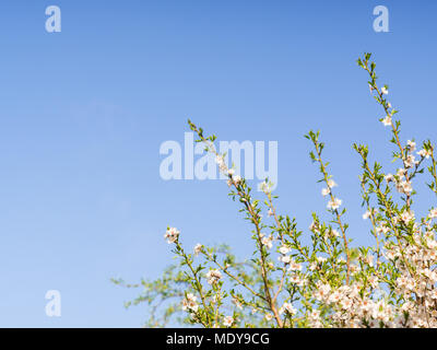 Blossoming top of an almond tree on a background of blue clear sky Stock Photo