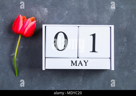 Pink tulip on gray concrete background and calendar. 1st of May. Day of Spring and Labor Stock Photo