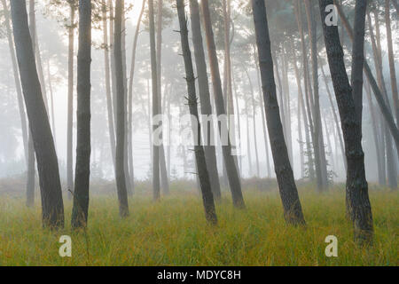 Silhouetted tree trunks of pine forest on misty morning in autumn in Hesse, Germany Stock Photo