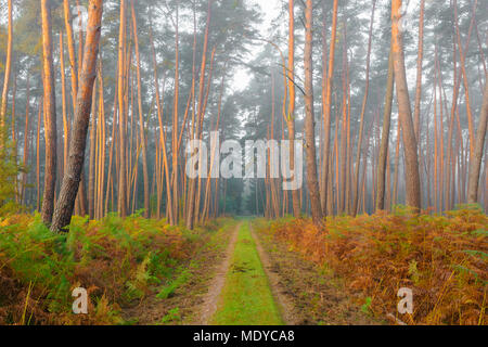Path through pine forest on misty, sunlit morning in autumn in Hesse, Germany Stock Photo
