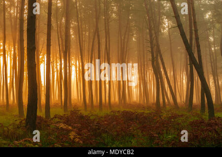 Silhouetted tree trunks in pine forest on misty morning at sunrise in Hesse, Germany Stock Photo