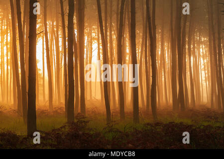 Silhouetted tree trunks in a pine forest with misty, morning light at sunrise in Hesse, Germany Stock Photo