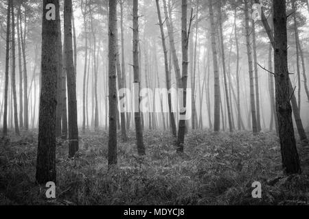 Black and white image of tree trunks in a pine forest on misty morning in Hesse, Germany Stock Photo