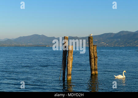 Gull on boat docking post and mute swan on Lake Garda (Lago di Garda) at Punta San Vigilio in Garda in Veneto, Italy Stock Photo