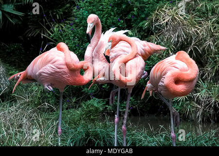 A group of flamiingoes rest  in odd positions near a pond. Stock Photo