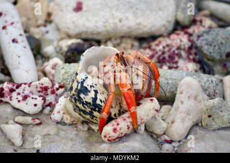 Hermit crab on beach among coral fragments. Southern Curaçao. Stock Photo