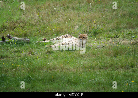 Cheetah Stock Photo