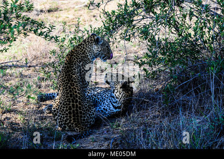 Leopards - mother and son - resting in the shadow in nature reserve, Kruger Park, South Africa