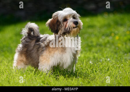 Cute little Havanese puppy dog stands in the grass and looks up Stock Photo