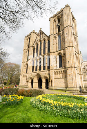 Daffodils in bloom outside the west facade of Ripon Cathedral or Minster Ripon, North Yorkshire, England, UK Stock Photo