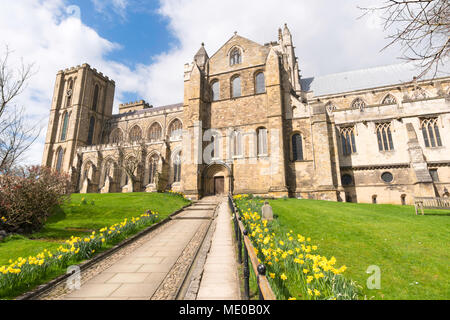 Daffodils in bloom outside the south facade of Ripon cathedral or Minster, Ripon, North Yorkshire, England, UKd Stock Photo