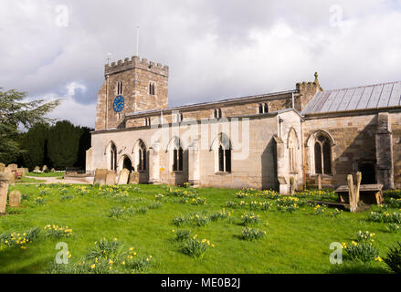 Daffodils in the churchyard of St Andrews church, Aldborough, Boroughbridge, North Yorkshire, England, UK Stock Photo