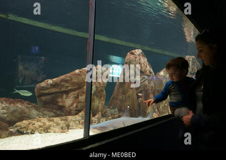 Carpet shark and whitetip reef shark observed by young boy and his mother in the Aquarium zoo of Madrid, Spain Stock Photo