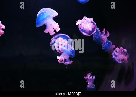White-spotted Jellyfishs (Phyllorhiza punctata) in the Oceanarium of Madrid, Spain Stock Photo