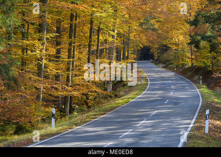 Forest road in autumn at Spiegelau in the Bavarian Forest National Park in Bavaria, Germany Stock Photo