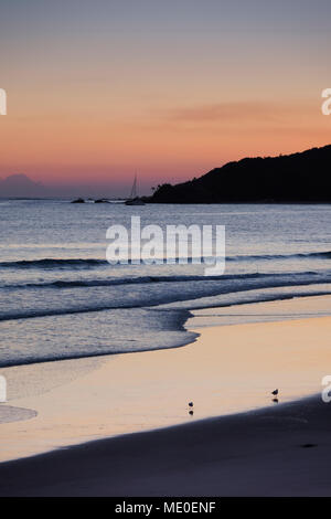 Scenic view of surf on the beach with two sandpipers at Byron Bay in New South Wales, Australia Stock Photo