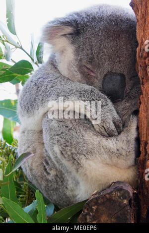 Close-up of koala bear sleeping at rescue hospital in Port Macquarie in New South Wales, Australia Stock Photo