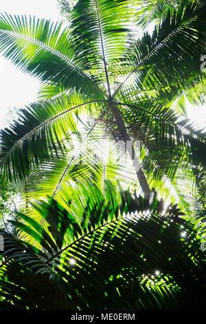 Close-up view of underside of palm trees backlit by the sun in Australia Stock Photo