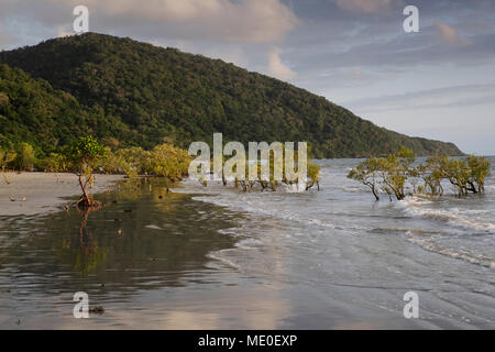 Mangrove trees in surf on beach at Cape Tribulation in the Daintree National Park in Queensland, Australia Stock Photo