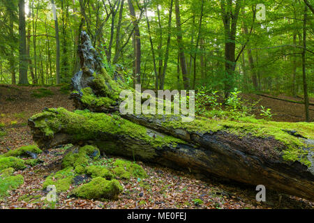 Old, fallen tree trunk covered in moss in forest in Hesse, Germany Stock Photo