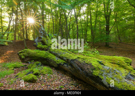 Old, fallen tree trunk covered in moss in forest with sun shining through trees in Hesse, Germany Stock Photo