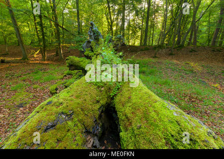 Close-up view of old, fallen tree trunk covered in moss in Hesse, Germany Stock Photo