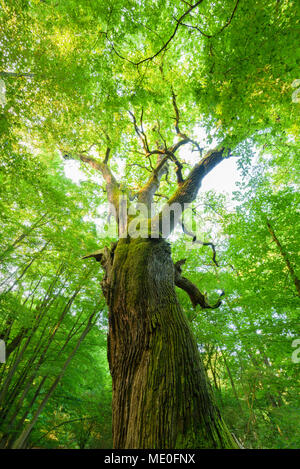 Looking up at leaves of old, common oak tree in summer in Hesse, Germany Stock Photo