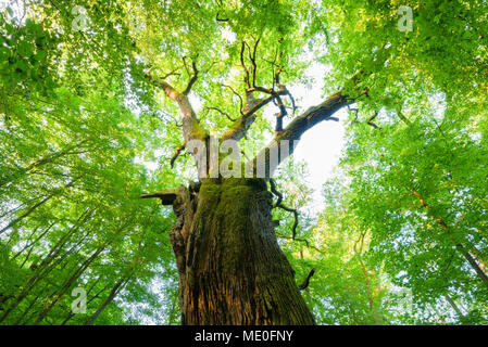 Looking up at leaves of old, common oak tree in summer in Hesse, Germany Stock Photo