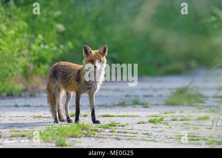Portrait of red fox (Vulpes vulpes) standing on road looking at camera in Summer in Hesse, Germany Stock Photo