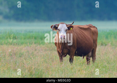 Portrait of cow standing in meadow looking at camera in Hesse, Germany Stock Photo