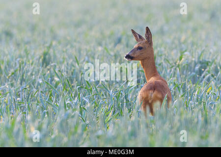 Female, western roe deer (Capreolus capreolus) standing in cornfield looking into the distance in Hesse, Germany Stock Photo