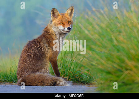 Portrait of red fox (Vulpes vulpes) sitting in the grass looking suspiciously at the camera in Summer in Hesse, Germany Stock Photo