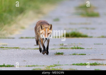 Front view of a red fox (Vulpes vulpes) walking on a road towards camera in Summer in Hesse, Germany Stock Photo