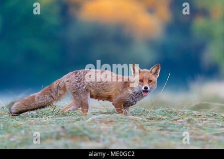 Portrait of red fox (Vulpes vulpes) standing on a mowed meadow looking at camera and screaming in Hesse, Germany Stock Photo