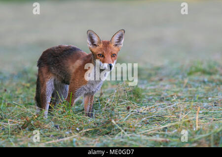 Portrait of red fox (Vulpes vulpes) standing on a mowed meadow looking intensely forward in Hesse, Germany Stock Photo