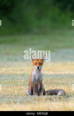 Portrait of a red fox (Vulpes vulpes) sitting on mowed meadow looking at camera in Summer in Hesse, Germany Stock Photo