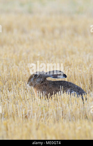 Profile portrait of a European brown hare (Lepus europaeus) sitting in a stubble field in Hesse, Germany Stock Photo