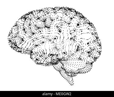 Human brain, conceptual illustration. Stock Photo