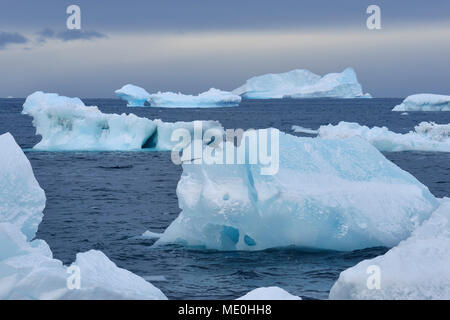 Icebergs and large pieces of ice at Brown Bluff at the Antarctic Peninsula, Antarctica Stock Photo